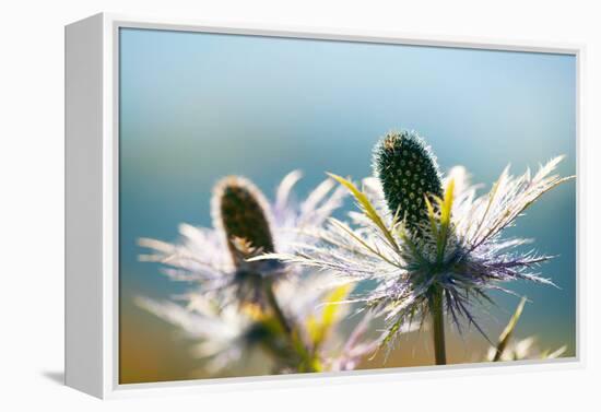 Alpine Sea Holly, Eryngium Alpinum, Detail-Alfons Rumberger-Framed Premier Image Canvas