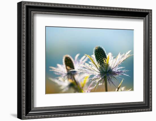 Alpine Sea Holly, Eryngium Alpinum, Detail-Alfons Rumberger-Framed Photographic Print