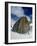 Alpine Spire, Ruth Gorge, Denali-Carol Highsmith-Framed Photo