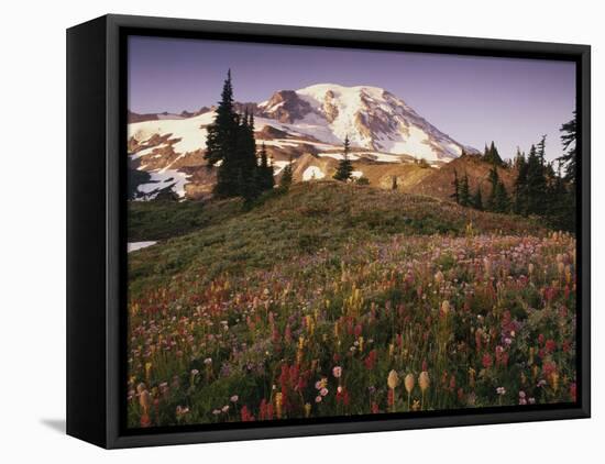 Alpine Summer Wildflowers, Mt. Rainer National Park-Stuart Westmorland-Framed Premier Image Canvas