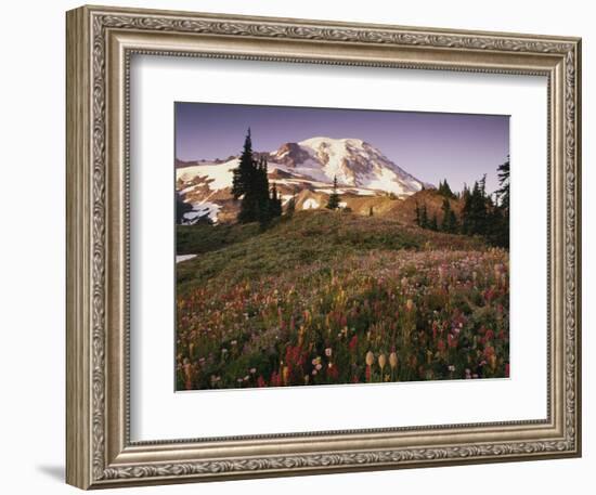 Alpine Summer Wildflowers, Mt. Rainer National Park-Stuart Westmorland-Framed Photographic Print