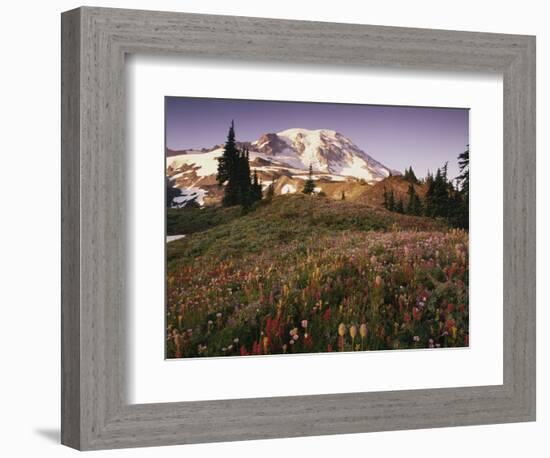 Alpine Summer Wildflowers, Mt. Rainer National Park-Stuart Westmorland-Framed Photographic Print