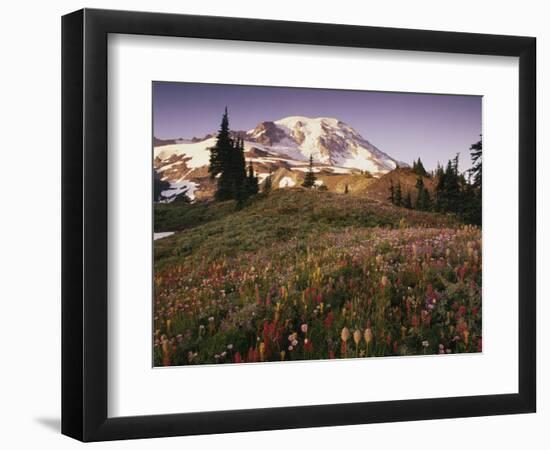 Alpine Summer Wildflowers, Mt. Rainer National Park-Stuart Westmorland-Framed Photographic Print