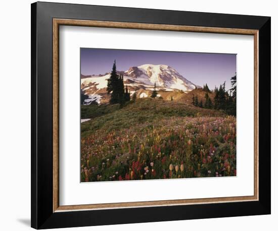 Alpine Summer Wildflowers, Mt. Rainer National Park-Stuart Westmorland-Framed Photographic Print