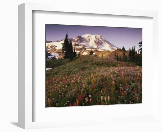 Alpine Summer Wildflowers, Mt. Rainer National Park-Stuart Westmorland-Framed Photographic Print