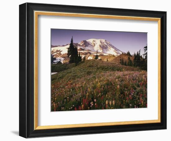 Alpine Summer Wildflowers, Mt. Rainer National Park-Stuart Westmorland-Framed Photographic Print