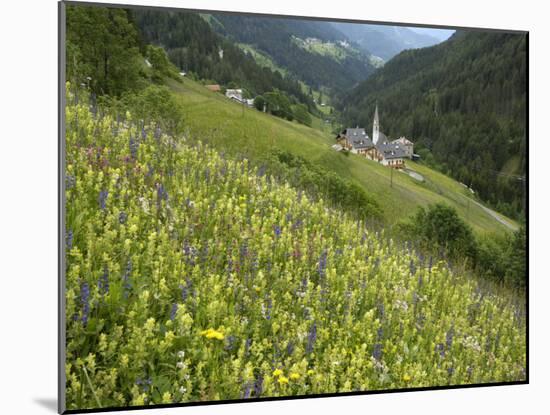 Alpine Wild Flower Meadow, Dolomites, Italy, Europe-Gary Cook-Mounted Photographic Print