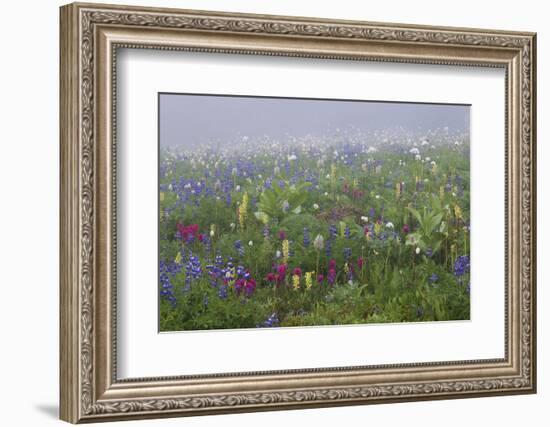 Alpine wildflower, Mount Rainier National Park-Ken Archer-Framed Photographic Print