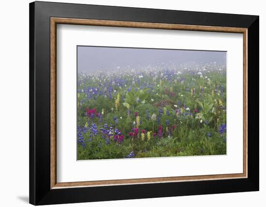 Alpine wildflower, Mount Rainier National Park-Ken Archer-Framed Photographic Print