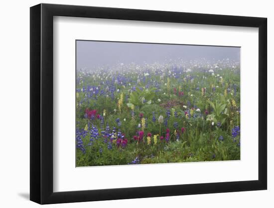 Alpine wildflower, Mount Rainier National Park-Ken Archer-Framed Photographic Print