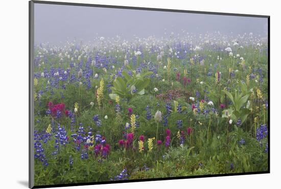 Alpine wildflower, Mount Rainier National Park-Ken Archer-Mounted Photographic Print