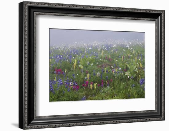 Alpine wildflower, Mount Rainier National Park-Ken Archer-Framed Photographic Print