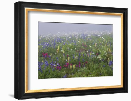 Alpine wildflower, Mount Rainier National Park-Ken Archer-Framed Photographic Print