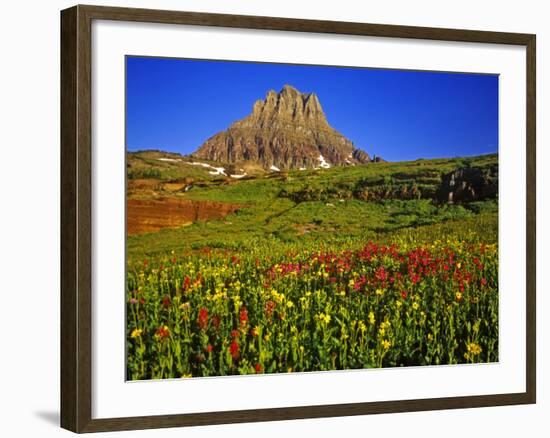 Alpine Wildflowers at Logan Pass, Glacier National Park, Montana, USA-Chuck Haney-Framed Photographic Print