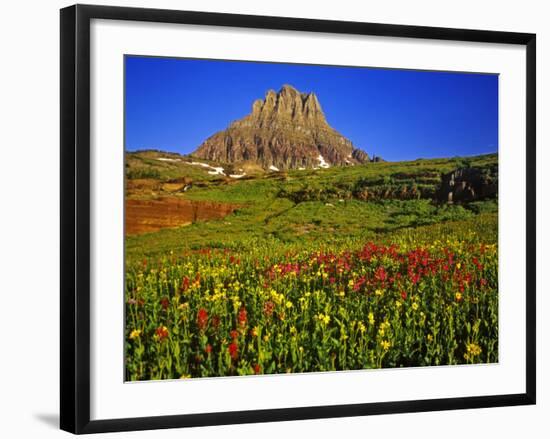 Alpine Wildflowers at Logan Pass, Glacier National Park, Montana, USA-Chuck Haney-Framed Photographic Print