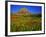 Alpine Wildflowers at Logan Pass, Glacier National Park, Montana, USA-Chuck Haney-Framed Photographic Print