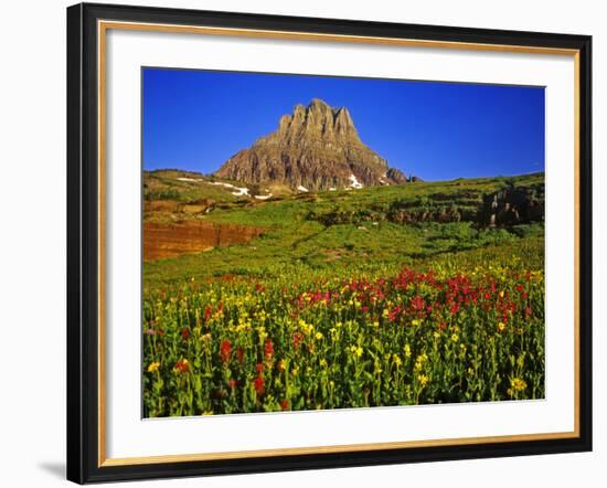 Alpine Wildflowers at Logan Pass, Glacier National Park, Montana, USA-Chuck Haney-Framed Photographic Print