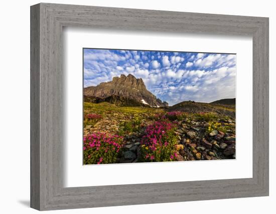 Alpine Wildflowers in the Hanging Gardens of Logan Pass in Glacier National Park, Montana, Usa-Chuck Haney-Framed Photographic Print