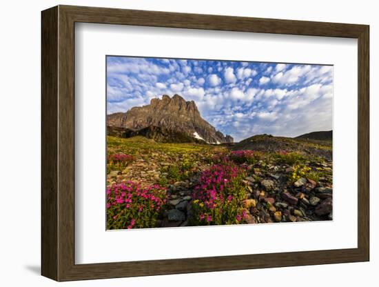 Alpine Wildflowers in the Hanging Gardens of Logan Pass in Glacier National Park, Montana, Usa-Chuck Haney-Framed Photographic Print