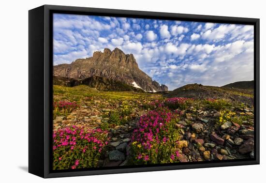 Alpine Wildflowers in the Hanging Gardens of Logan Pass in Glacier National Park, Montana, Usa-Chuck Haney-Framed Premier Image Canvas