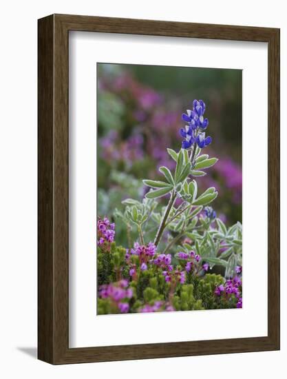 Alpine wildflowers, lupine and heather-Ken Archer-Framed Photographic Print