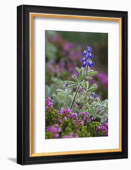 Alpine wildflowers, lupine and heather-Ken Archer-Framed Photographic Print