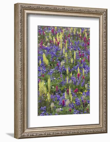 Alpine Wildflowers, Mount Rainier-Ken Archer-Framed Photographic Print