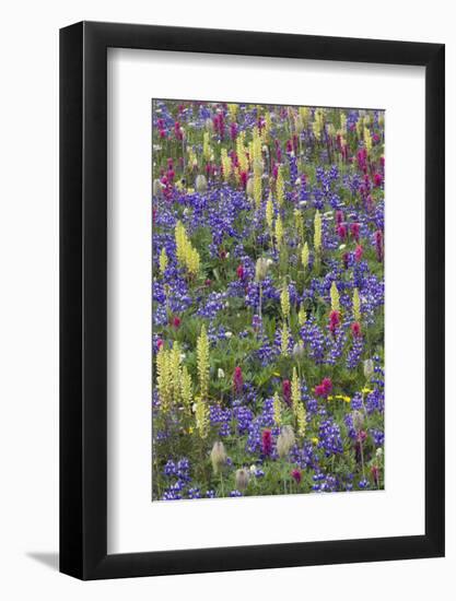 Alpine Wildflowers, Mount Rainier-Ken Archer-Framed Photographic Print