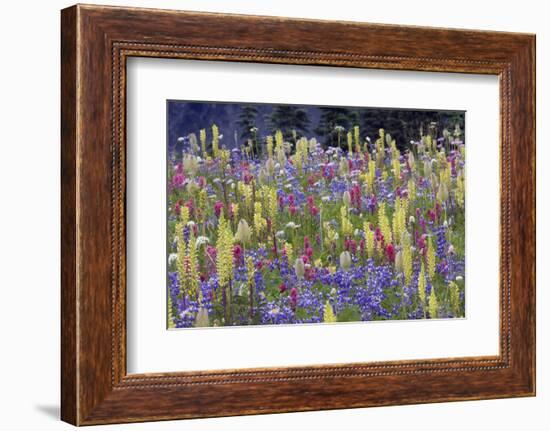 Alpine Wildflowers, Mount Rainier-Ken Archer-Framed Photographic Print