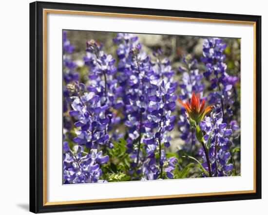 Alpine Wildflowers, Mount Saint Helens Volcano National Park, Washington State-William Perry-Framed Photographic Print