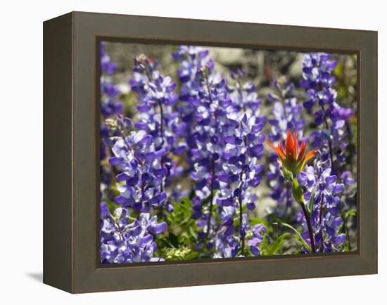 Alpine Wildflowers, Mount Saint Helens Volcano National Park, Washington State-William Perry-Framed Premier Image Canvas