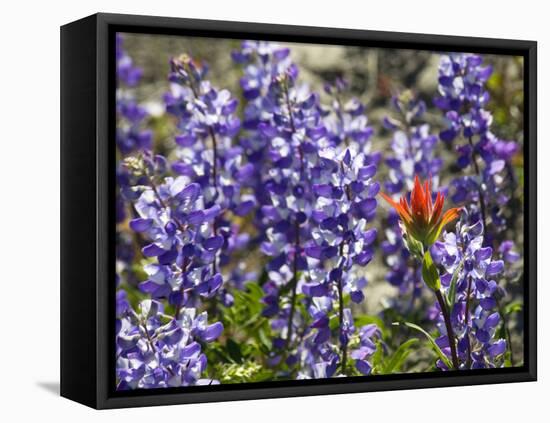 Alpine Wildflowers, Mount Saint Helens Volcano National Park, Washington State-William Perry-Framed Premier Image Canvas