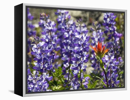 Alpine Wildflowers, Mount Saint Helens Volcano National Park, Washington State-William Perry-Framed Premier Image Canvas