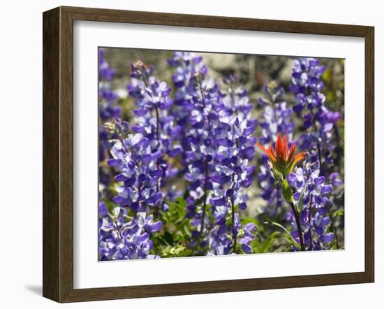 Alpine Wildflowers, Mount Saint Helens Volcano National Park, Washington State-William Perry-Framed Photographic Print