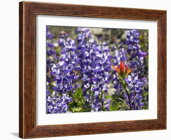 Alpine Wildflowers, Mount Saint Helens Volcano National Park, Washington State-William Perry-Framed Photographic Print