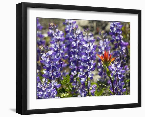 Alpine Wildflowers, Mount Saint Helens Volcano National Park, Washington State-William Perry-Framed Photographic Print