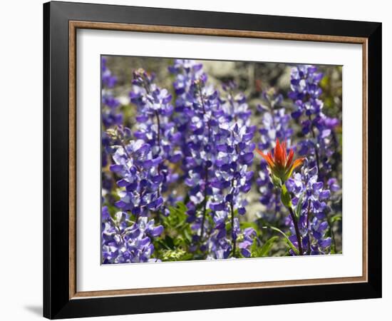 Alpine Wildflowers, Mount Saint Helens Volcano National Park, Washington State-William Perry-Framed Photographic Print
