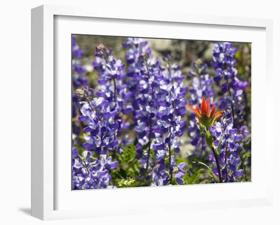 Alpine Wildflowers, Mount Saint Helens Volcano National Park, Washington State-William Perry-Framed Photographic Print