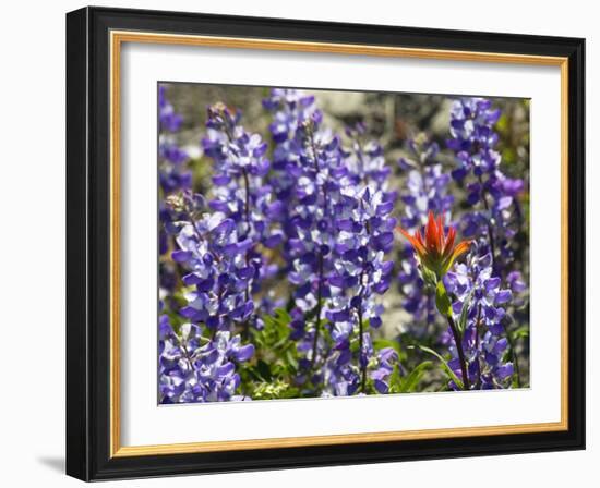 Alpine Wildflowers, Mount Saint Helens Volcano National Park, Washington State-William Perry-Framed Photographic Print