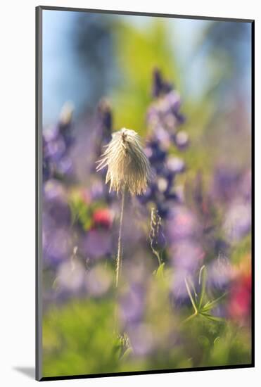 Alpine Wildflowers, Mt. Rainier NP, Washington State, USA Summer-Stuart Westmorland-Mounted Photographic Print