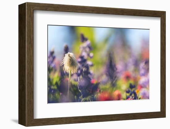 Alpine Wildflowers, Mt. Rainier NP, Washington State, USA Summer-Stuart Westmorland-Framed Photographic Print