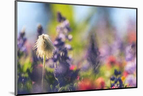 Alpine Wildflowers, Mt. Rainier NP, Washington State, USA Summer-Stuart Westmorland-Mounted Photographic Print