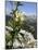 Alpine Wolfsbane/Yellow Monkshood (Aconitum Lycoctonum Neapolitanum), Triglav Nat'l Park, Slovenia-Nick Upton-Mounted Photographic Print