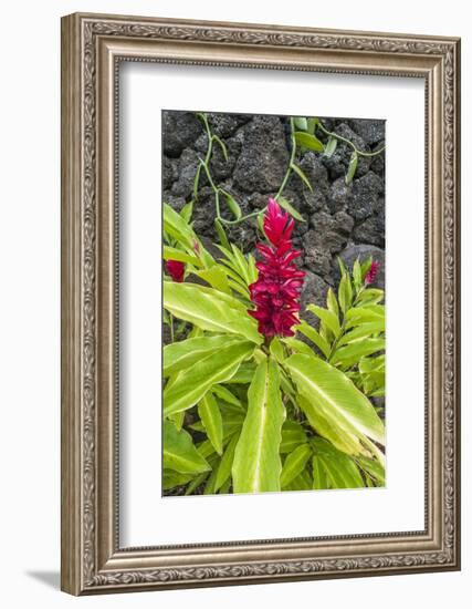 Alpinia purpurata, Hanalei, Hawaii, Kauai, Red Ginger-Lee Klopfer-Framed Photographic Print