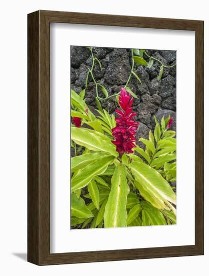 Alpinia purpurata, Hanalei, Hawaii, Kauai, Red Ginger-Lee Klopfer-Framed Photographic Print