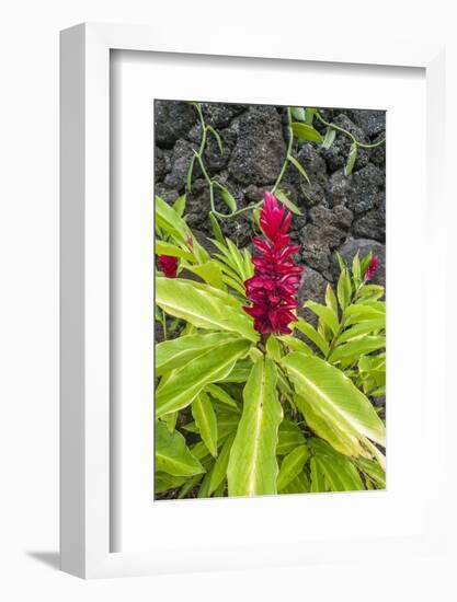 Alpinia purpurata, Hanalei, Hawaii, Kauai, Red Ginger-Lee Klopfer-Framed Photographic Print