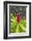 Alpinia purpurata, Hanalei, Hawaii, Kauai, Red Ginger-Lee Klopfer-Framed Photographic Print