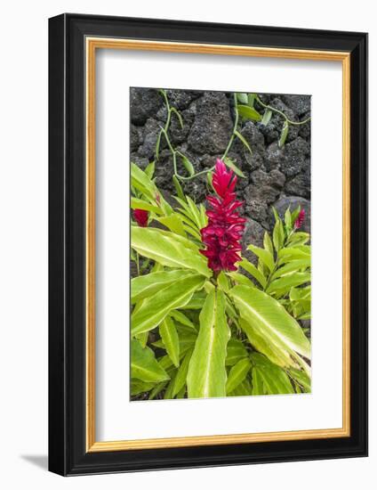 Alpinia purpurata, Hanalei, Hawaii, Kauai, Red Ginger-Lee Klopfer-Framed Photographic Print