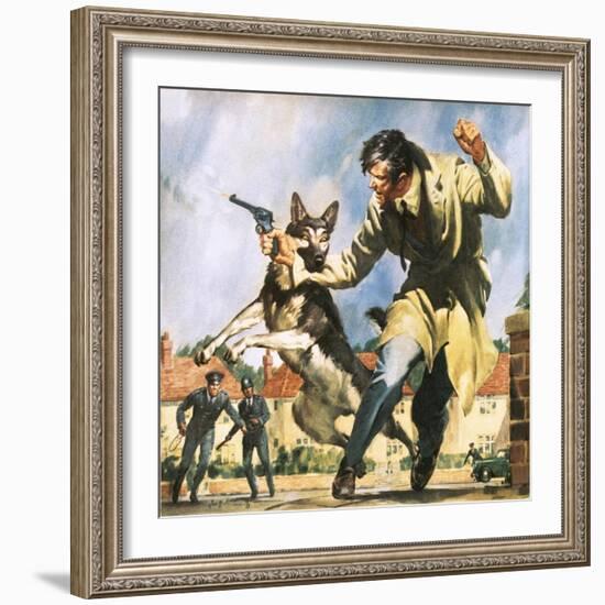 Alsatian Police Dog-McConnell-Framed Giclee Print