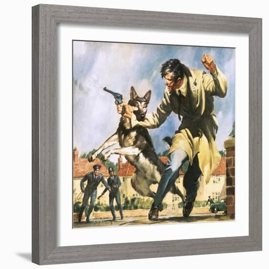 Alsatian Police Dog-McConnell-Framed Giclee Print